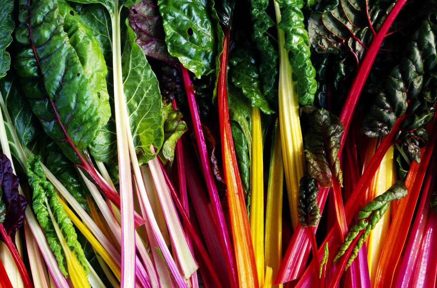 Rainbow Chard Bundle