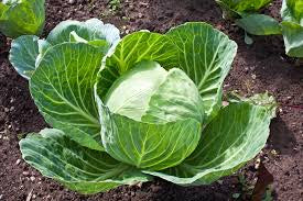 Cabbage